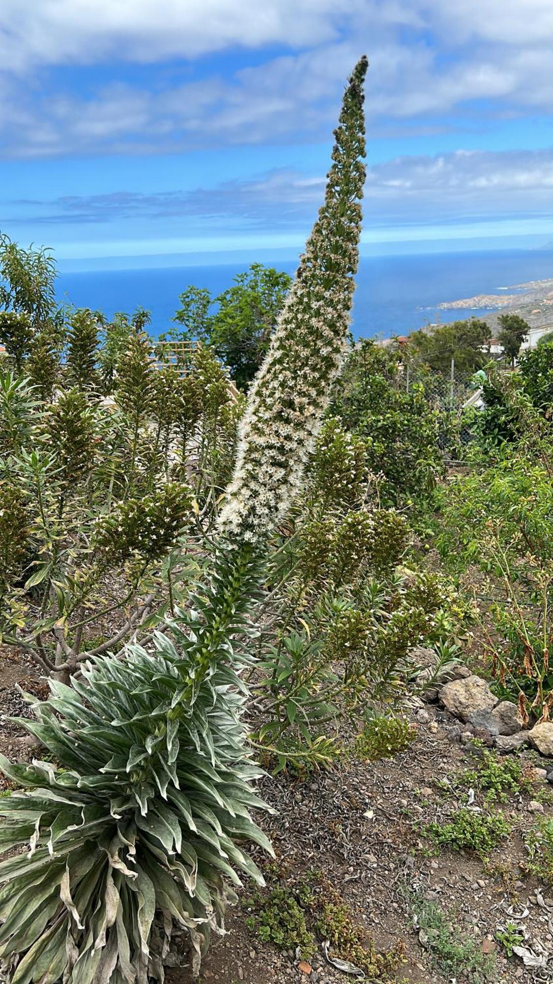 Casa La Oliva Leilighet Garachico  Eksteriør bilde