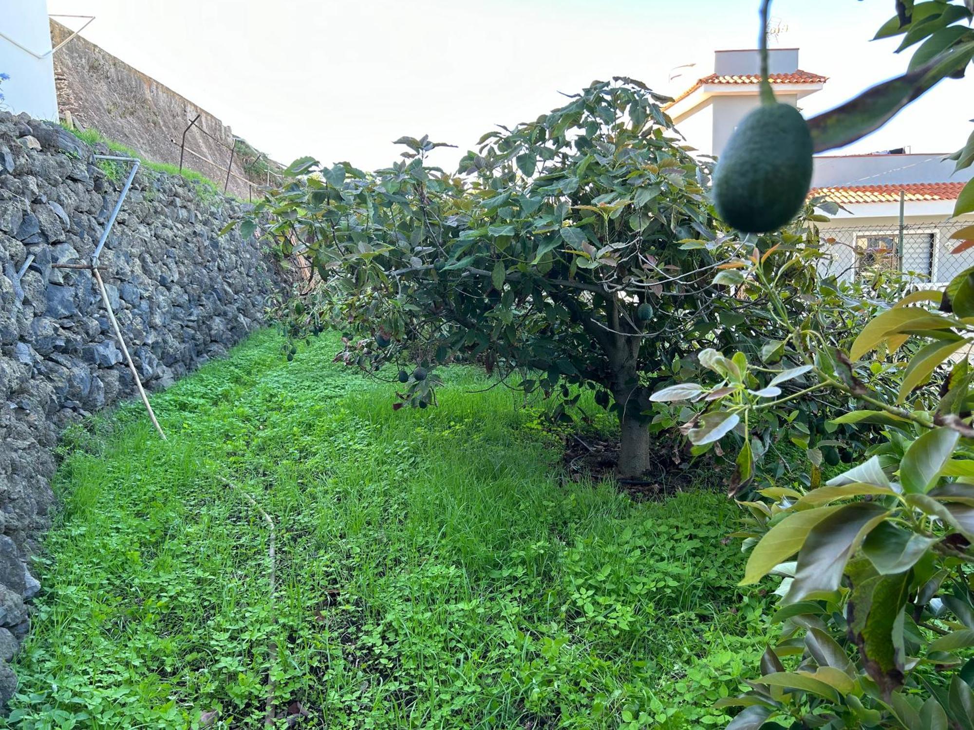 Casa La Oliva Leilighet Garachico  Eksteriør bilde